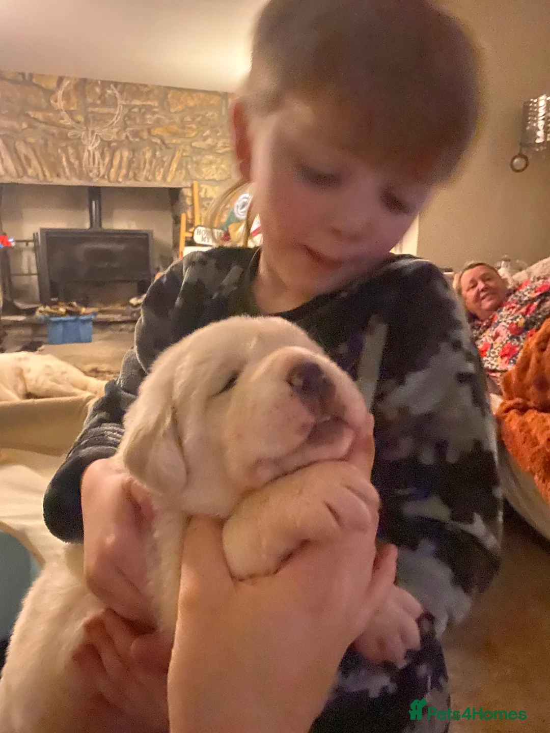 Central Asian Shepherd dogs for sale: Central Asian bitch  in Brynteg - Advert 3