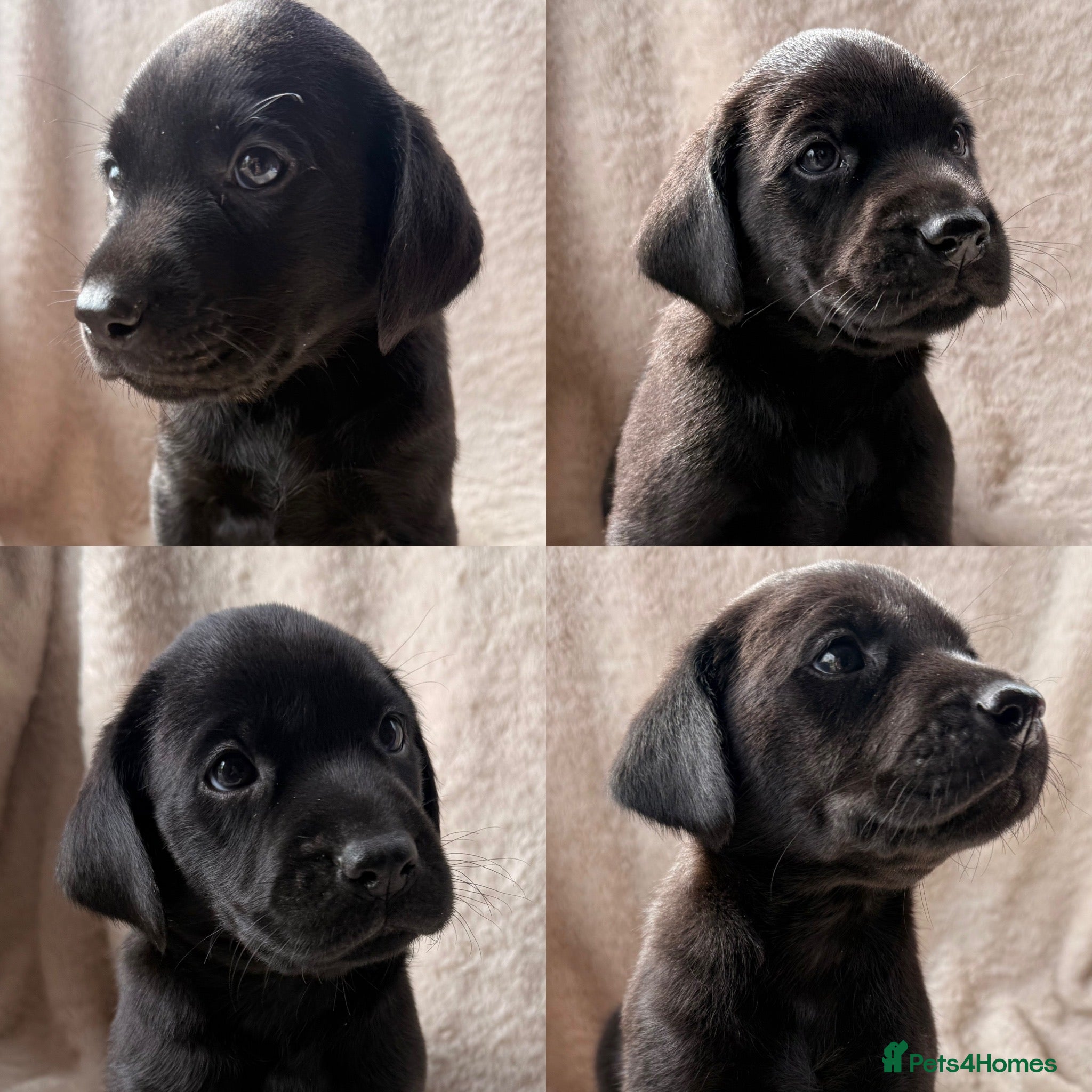 Labrador Retriever dogs Black working Labs parents fully health tested - Advert 2
