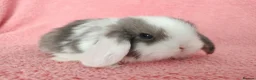 Mini Lop rabbits for sale: Baby mini lops for sale  - Advert 5