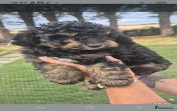 Cockapoo dogs for sale: Cockapoo  LAST GIRL AVAILABLE NOW - Image 12