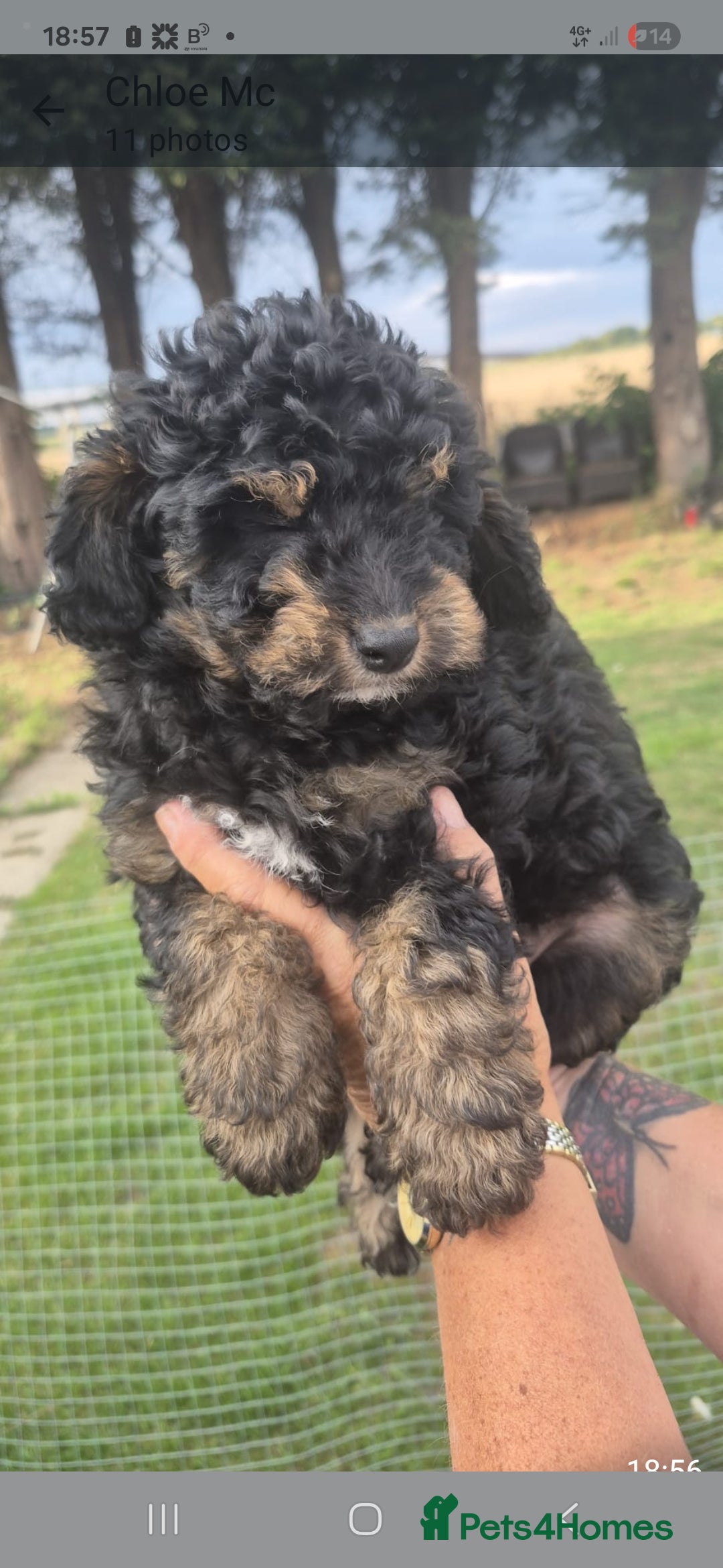 Cockapoo dogs for sale: Cockapoo  LAST GIRL AVAILABLE NOW - Image 12