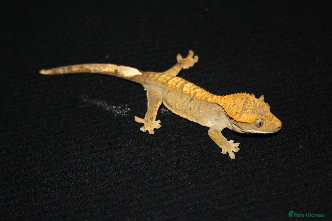 Gecko reptiles for sale: Crested geckos - Image 4
