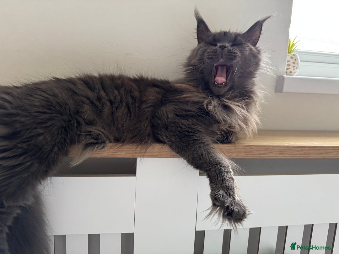 Maine Coon cats for sale: 4 big pure gorgeous Mainecoon boys  - Image 28