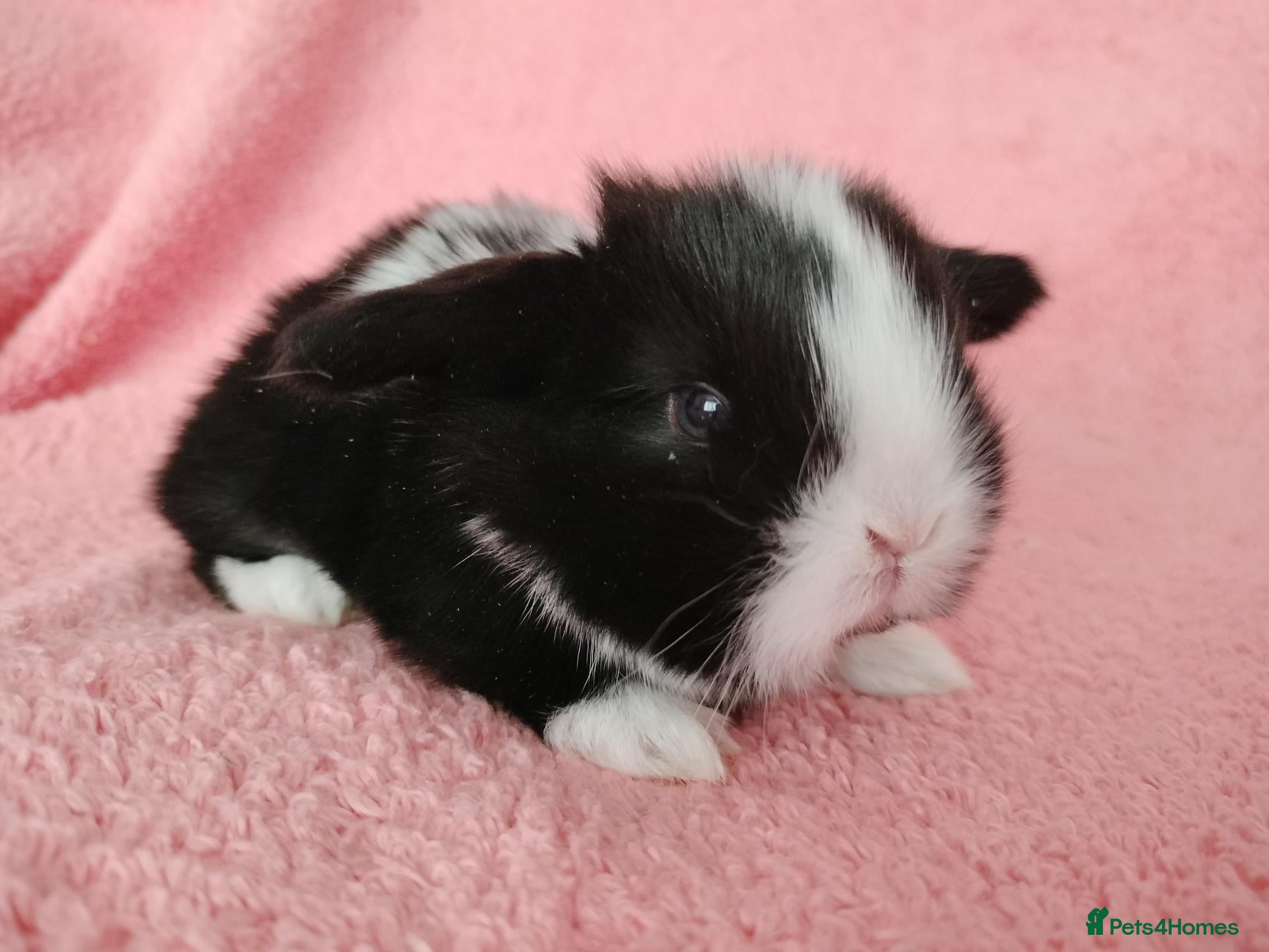 Mini Lop rabbits Baby mini lops for sale  - Advert 5