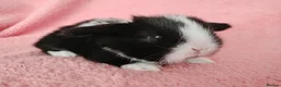 Mini Lop rabbits for sale: Baby mini lops for sale  - Advert 6