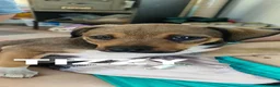 Mixed Breed dogs for adoption: Busy Tizzy – 5 Months of Fun, Love & Mischief! in Kidderminster - Advert 11