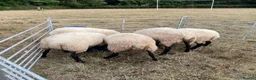 Sheep livestock for sale: Pedigree Llanwenog Shearling Ewes  in Chepstow - Advert 10