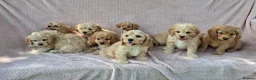 Cavapoochon dogs for sale: Gorgeous Cavapoochon Puppies  - Advert 3