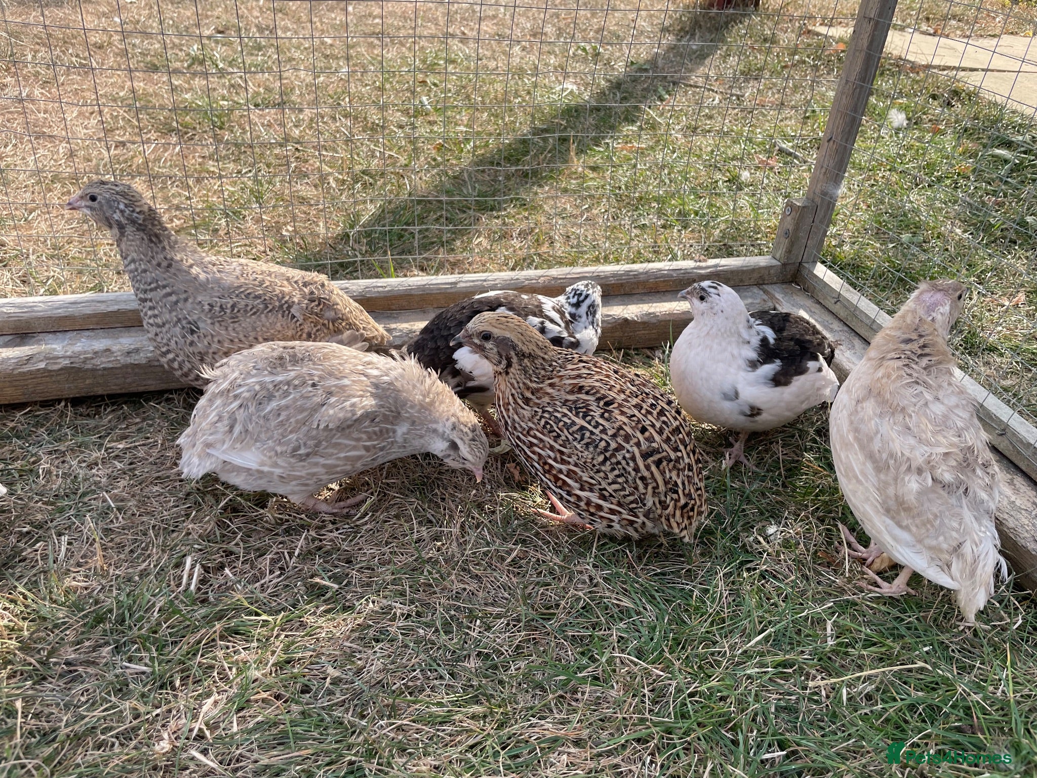 Quail poultry Piebald and Mixed Colours Coturnix Quails  - Advert 1