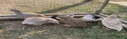 Quail poultry for sale: Piebald and Mixed Colours Coturnix Quails  - Advert 1