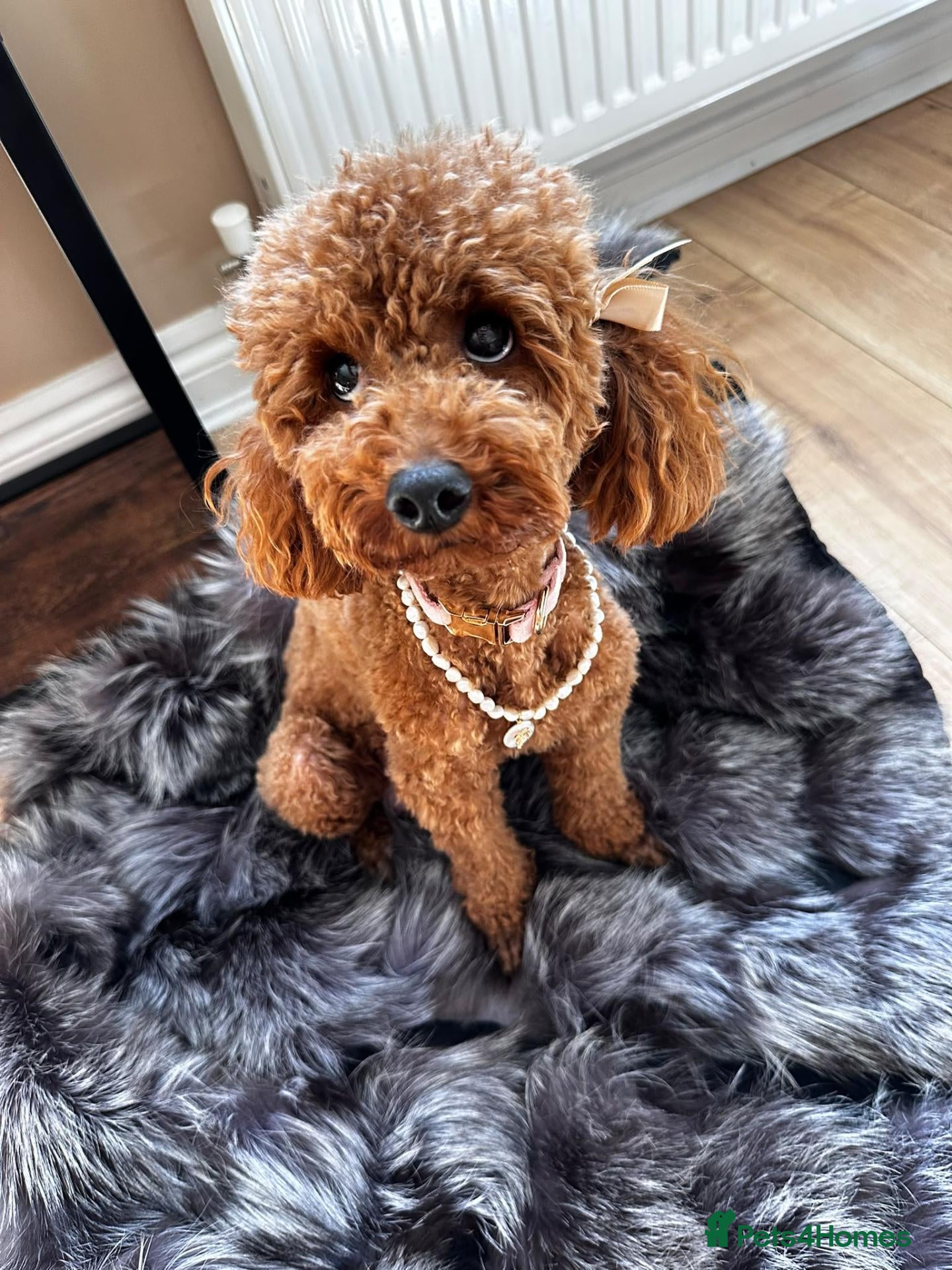 Miniature Poodle dogs Raised in our arms, ready for your heart - Advert 14