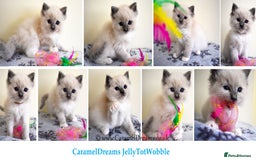Ragdoll cats for sale: Beautiful Registered Ragdoll Kittens  - Image 1