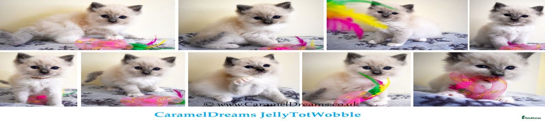 JellytotWobble
