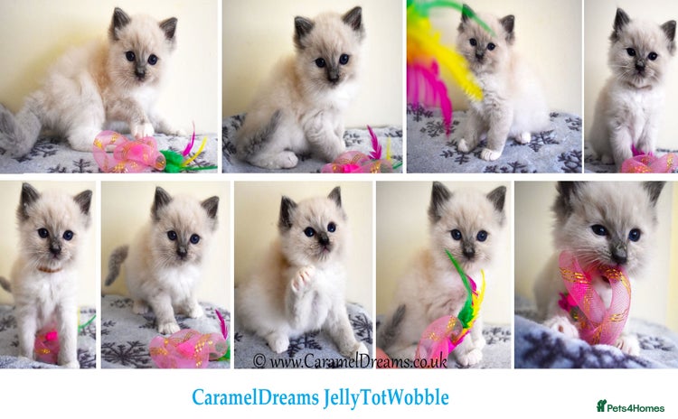 Ragdoll cats for sale - Advert 1