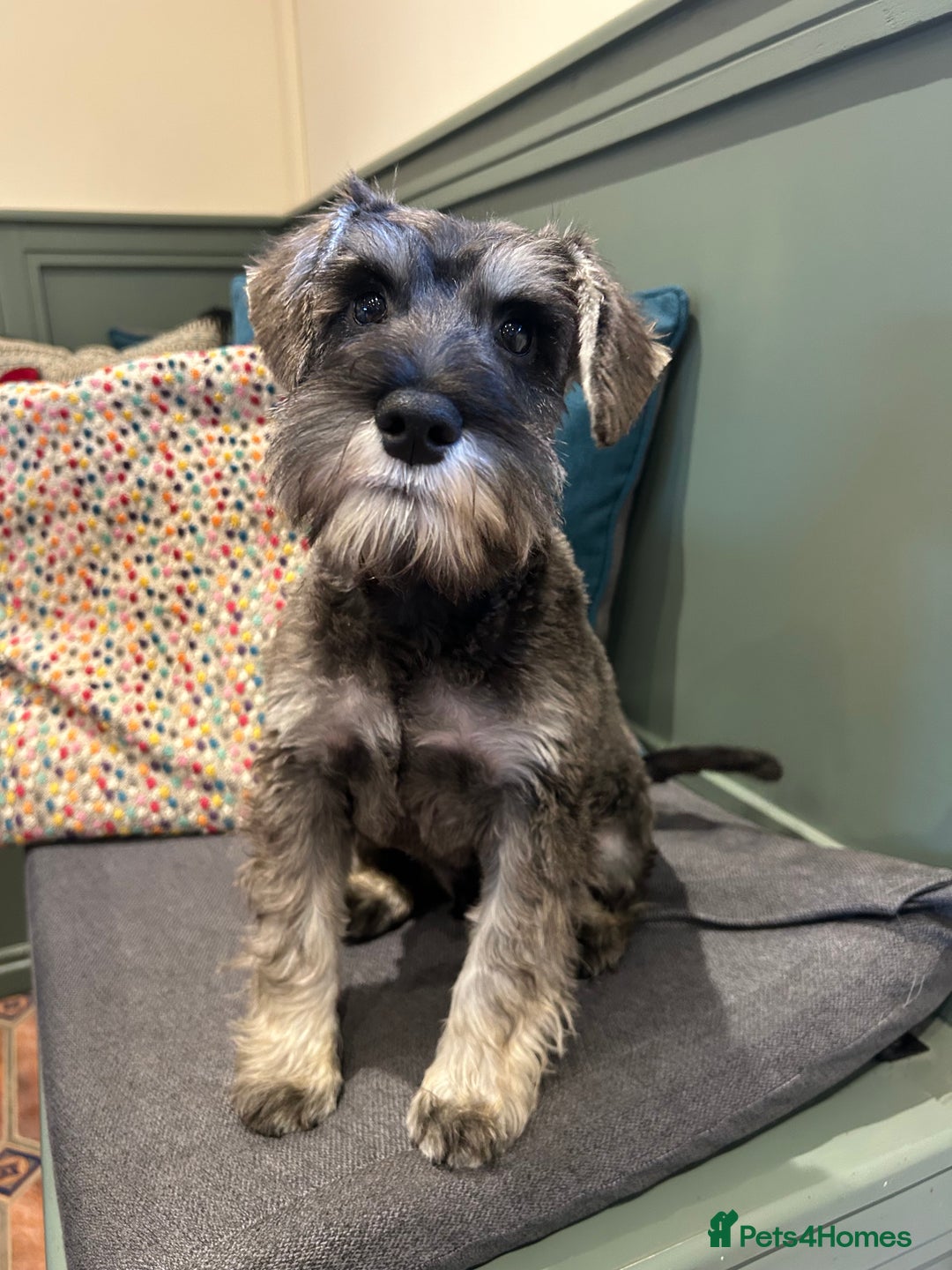 Miniature Schnauzer dogs for sale: KC registered, health tested boy ready now - Advert 3