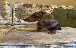 Miniature Dachshund dogs for sale: Miniature dachshund puppies - Image 2