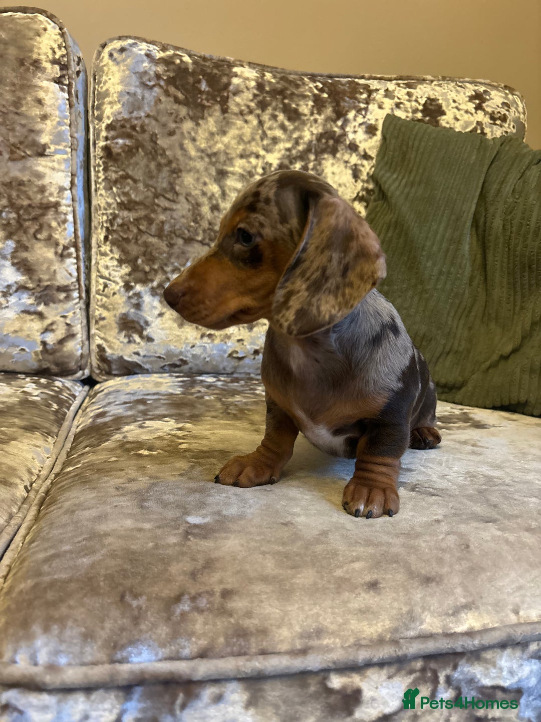 Miniature Dachshund dogs for sale: Miniature dachshund puppies - Image 2