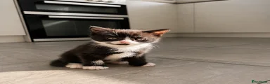 Black & White Female Kitten