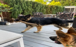 German Shepherd dogs for sale: 11 Cute German Shepherds!  - Image 12