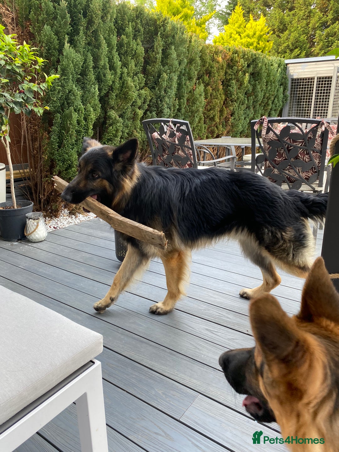 German Shepherd dogs for sale: 11 Cute German Shepherds!  - Image 12