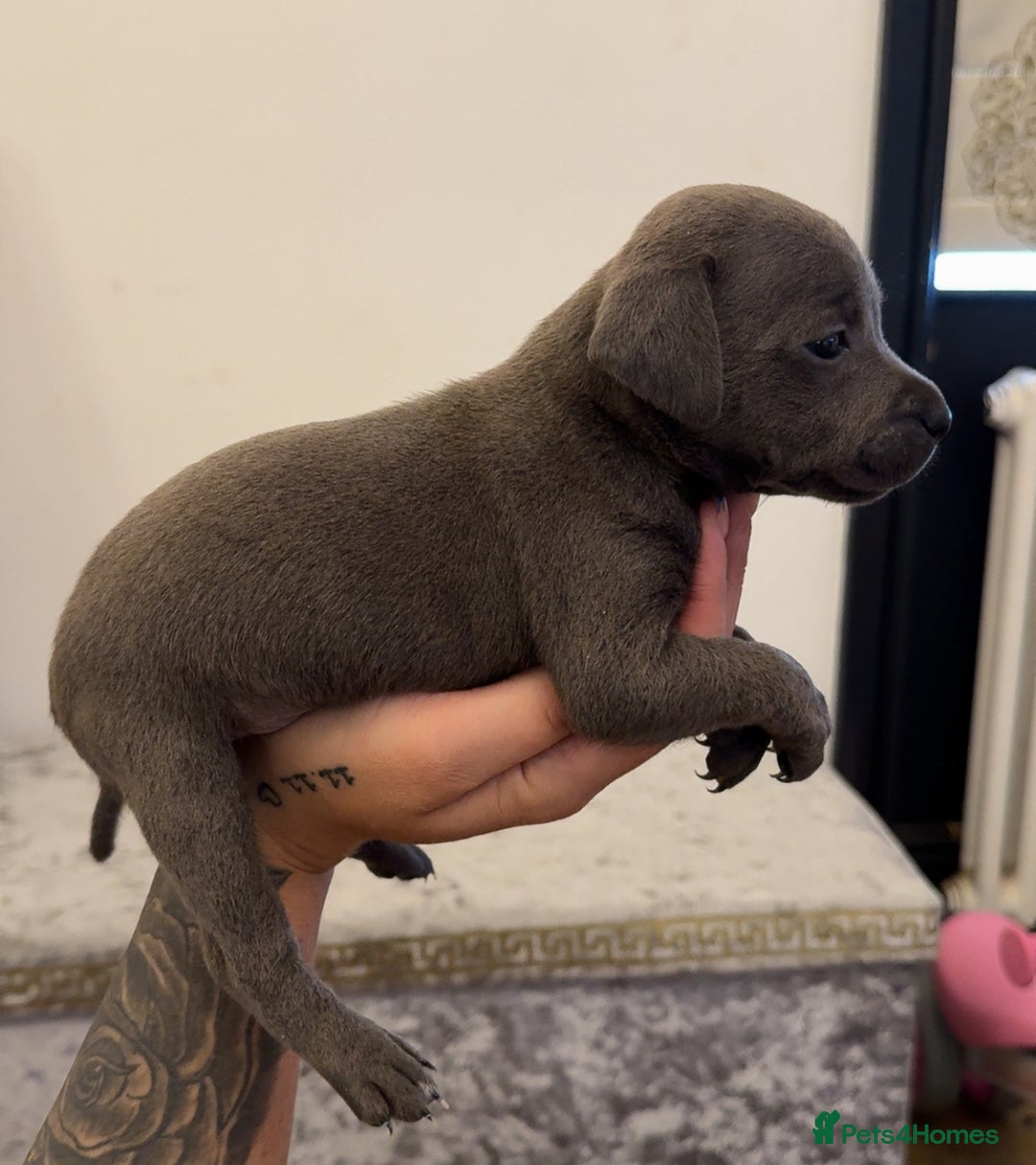 Staffordshire Bull Terrier dogs for sale: Beautiful blue staffy pups excellent pedigree  - Image 10