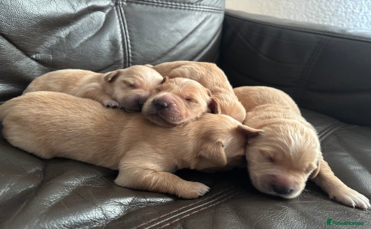 Golden Retriever dogs - Advert 1