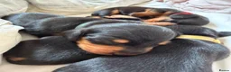 Miniature Dachshund dogs for sale: Our mini dachshund litter has arrived in Cheltenham - Advert 8