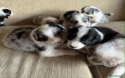 Border Collie dogs for sale: Stunning Border Collie Puppies - Image 4