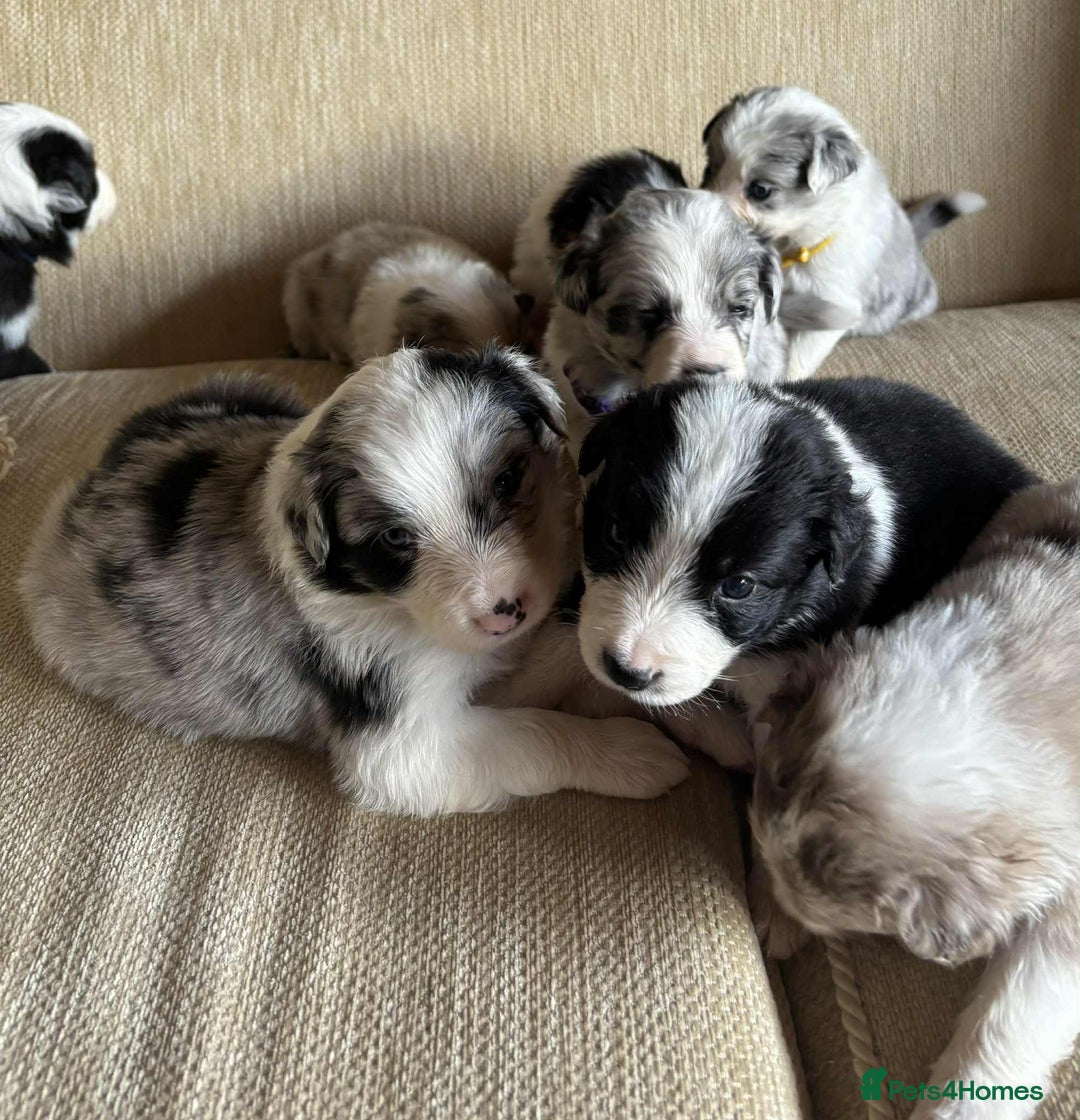 Border Collie dogs for sale: Stunning Border Collie Puppies - Image 4
