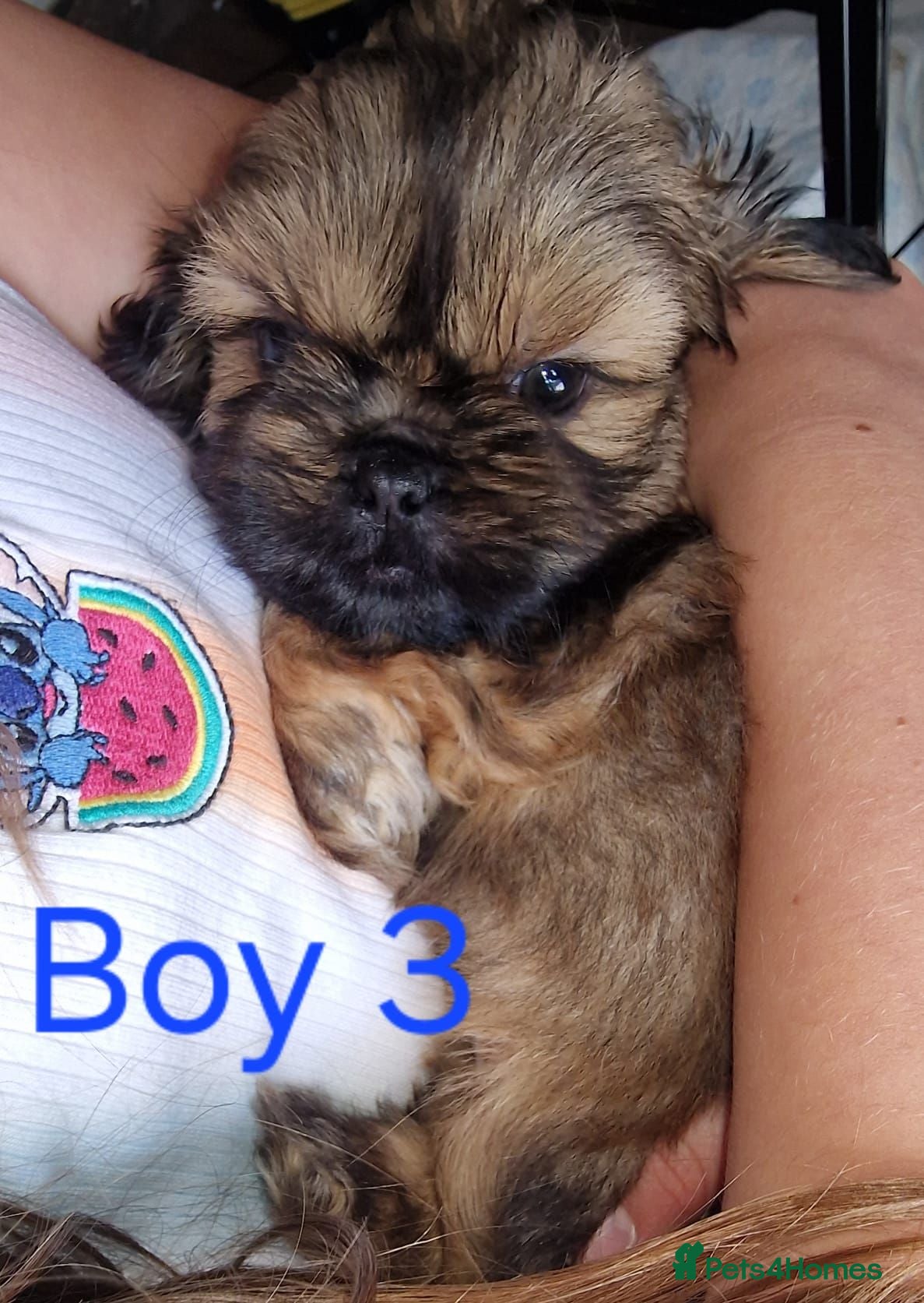 Shih Tzu dogs Quality Half Imperial Shihtzus. - Advert 2