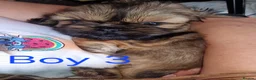 Shih Tzu dogs for sale: Quality Half Imperial Shihtzus. - Advert 3