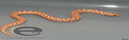 Snake reptiles for sale: Hognose snakes  - Advert 5