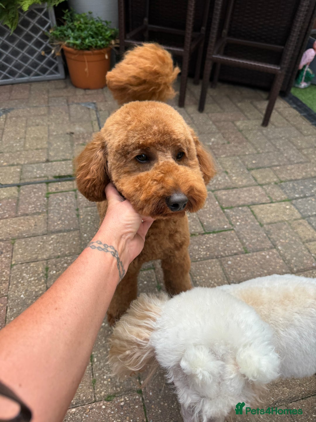 Miniature Poodle dogs for stud: Handsome Miniature Poodle Stud  - Image 5