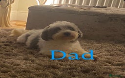Coton De Tulear dogs for sale: Coton de Tulear puppies  - Image 24