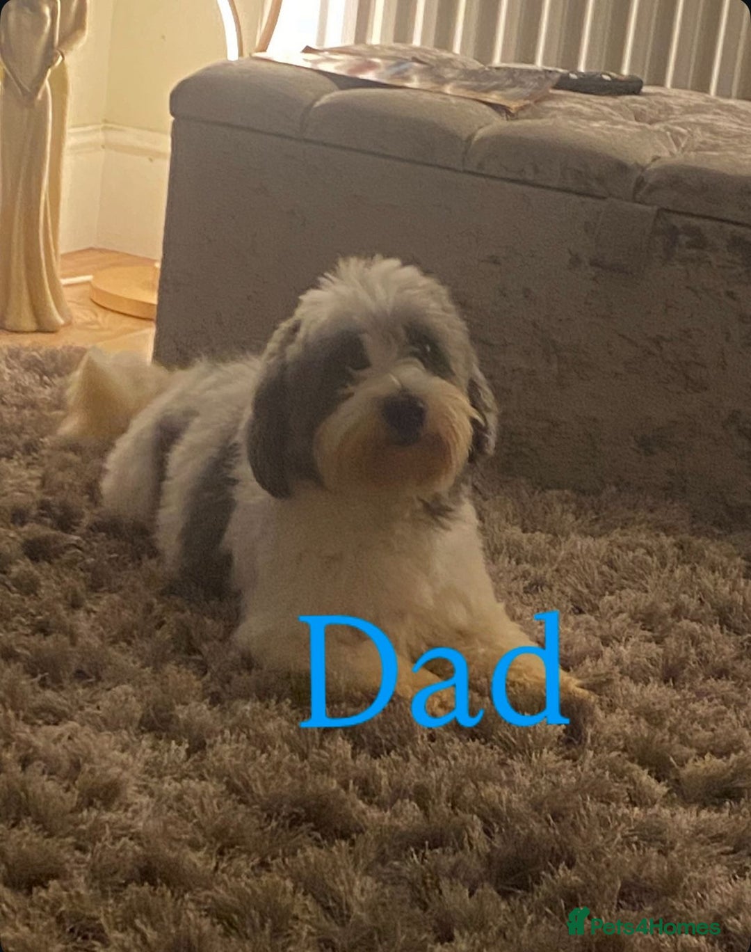 Coton De Tulear dogs for sale: Coton de Tulear puppies  - Image 24