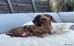 Miniature Dachshund dogs for sale: 4 miniature dachshunds  - Image 3