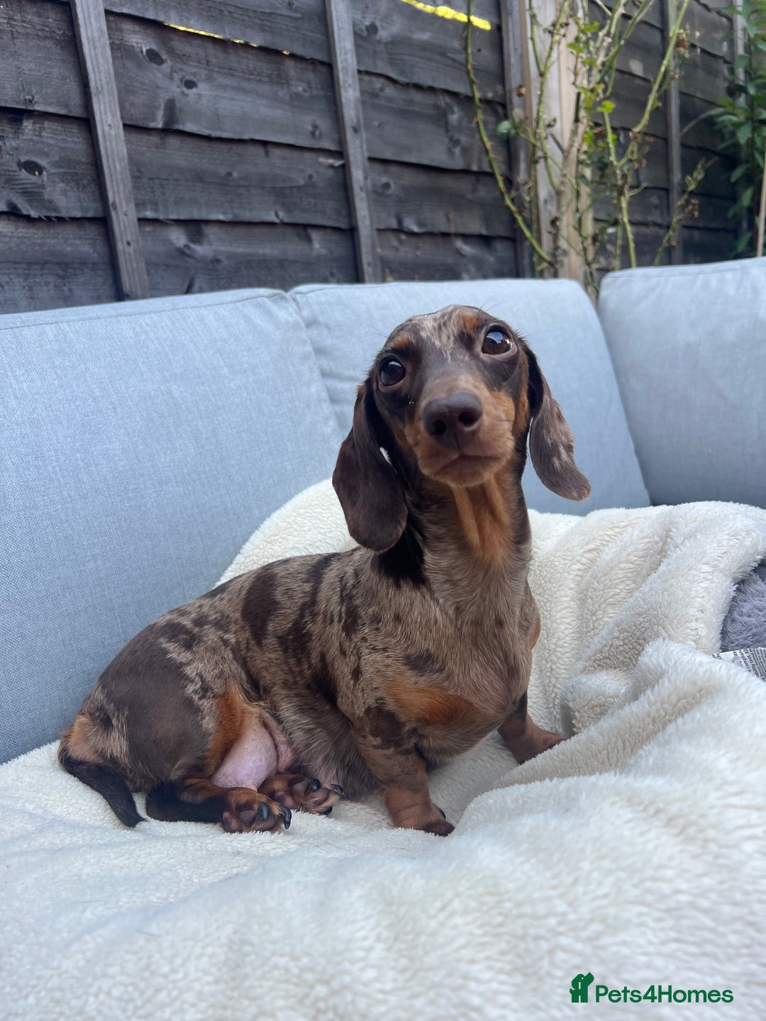 Miniature Dachshund dogs for sale: 4 miniature dachshunds  - Image 3