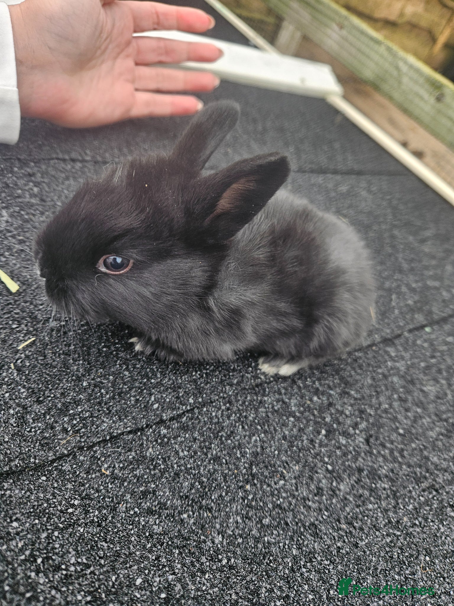 Mixed Breed rabbits Lovely litter dutch lops - Advert 2