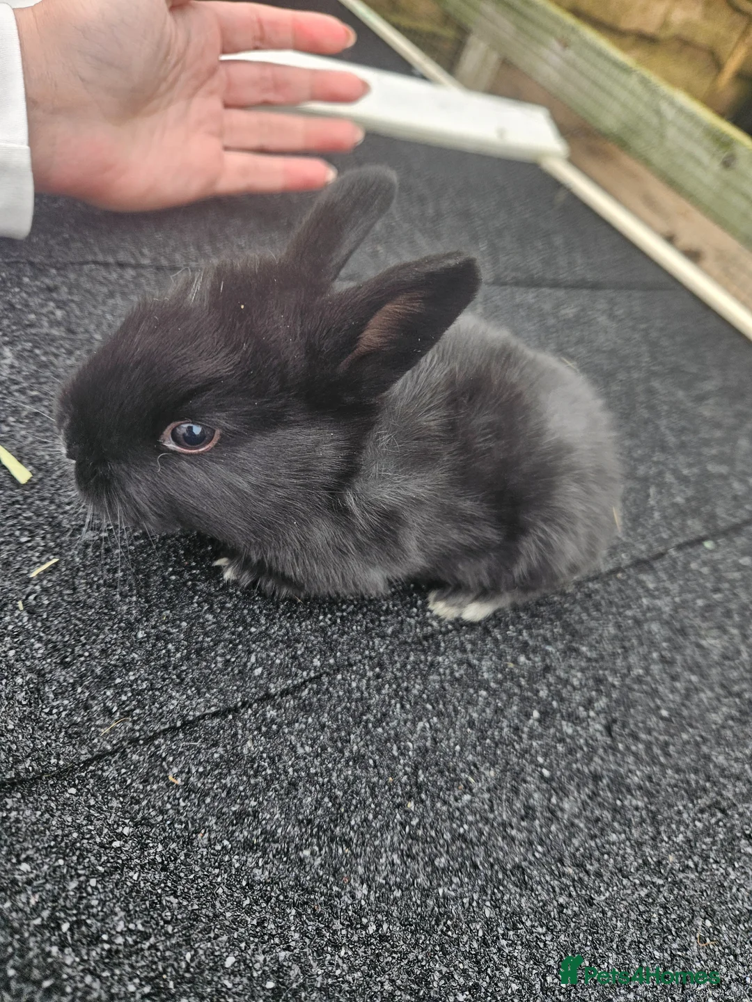 Mixed Breed rabbits for sale: Lovely litter dutch lops - Advert 2