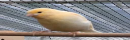 Canaries birds for sale: 4 Young Red Mosaic Donorphic Canaries for sale  - Advert 3