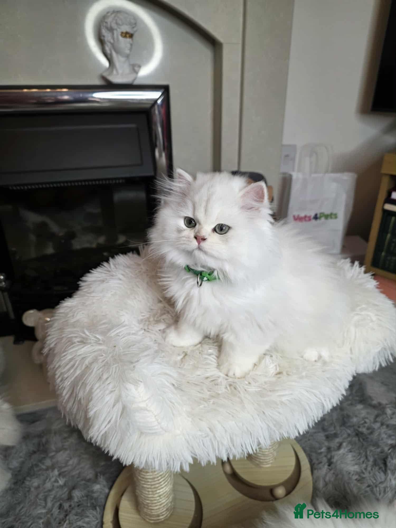 British Longhair cats Purebred British Longhair Boys-WCF Pedigree - Advert 1