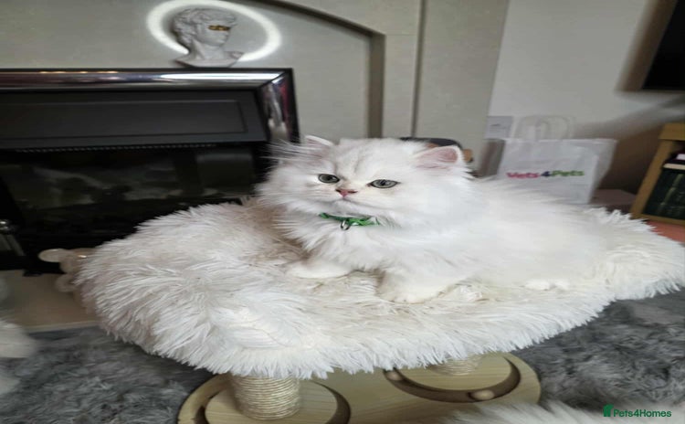 British Longhair cats - Advert 1