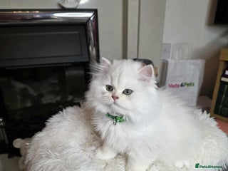 British Longhair cats - Advert 3