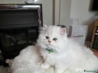 British Longhair cats Purebred British Longhair Boys-WCF Pedigree - Advert 1