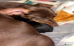 Miniature Dachshund dogs for sale: Stunning miniature dachshund puppies  - Image 11