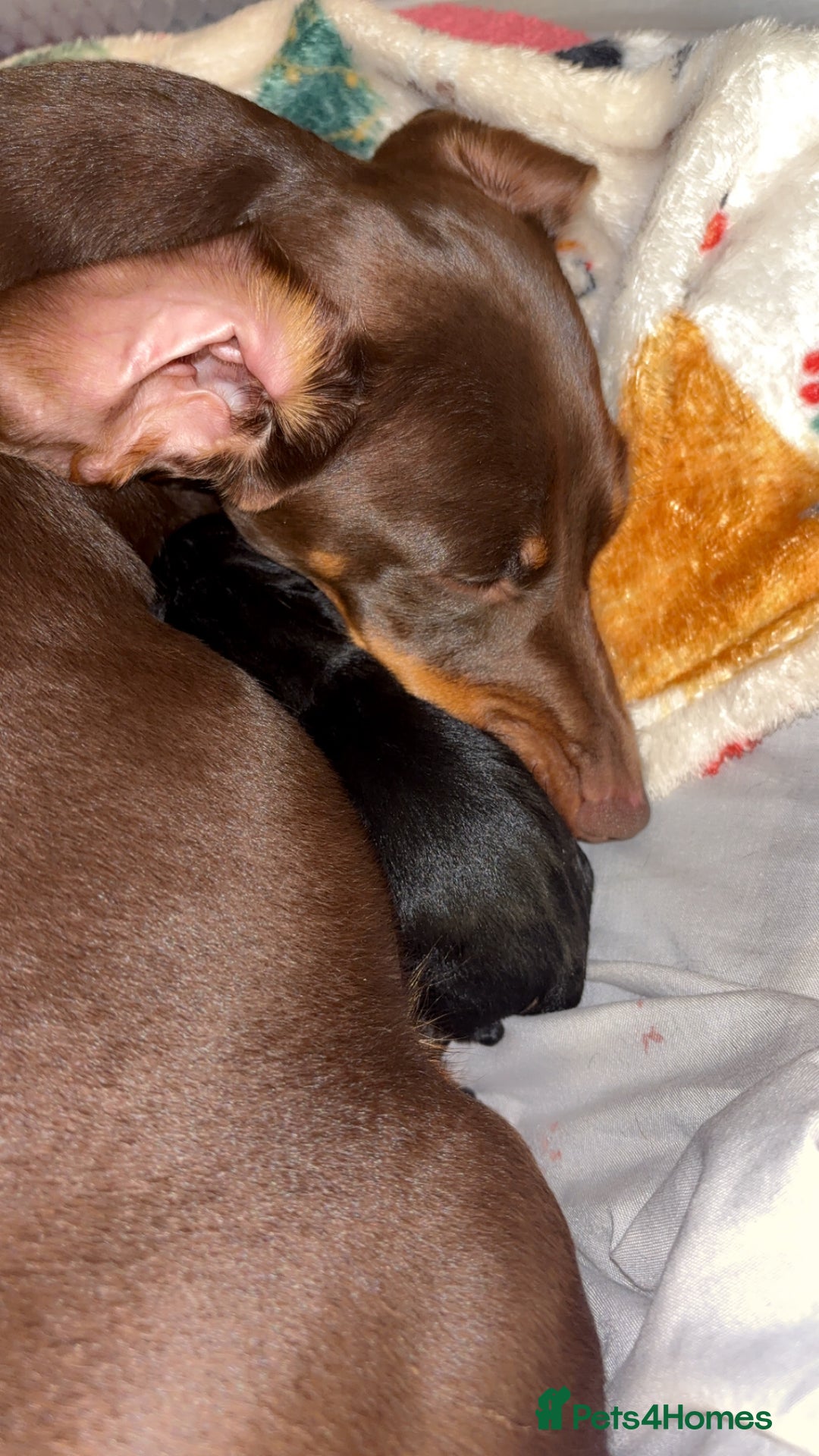 Miniature Dachshund dogs for sale: Stunning miniature dachshund puppies  - Image 11