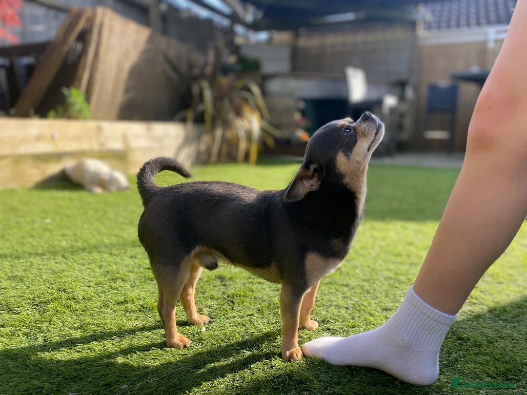 Chihuahua dogs for stud: Chihuahua stud (Romeo) - Advert 2