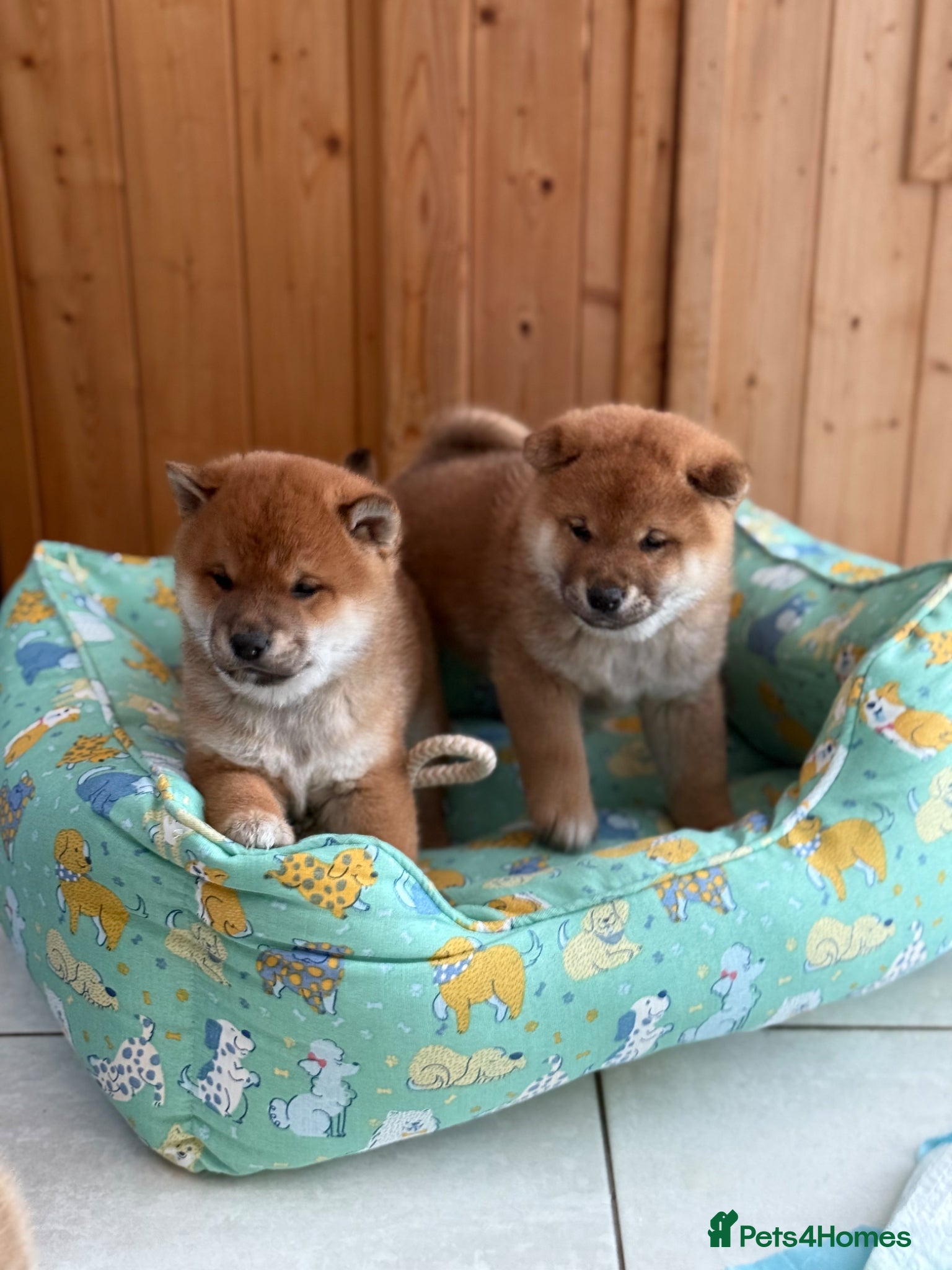 Japanese Shiba Inu dogs Clear DNA red Shiba Inu puppy champion parents - Advert 2