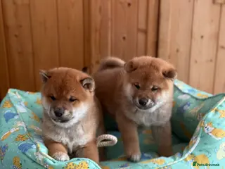 Japanese Shiba Inu dogs Clear DNA red Shiba Inu puppy champion parents - Advert 2
