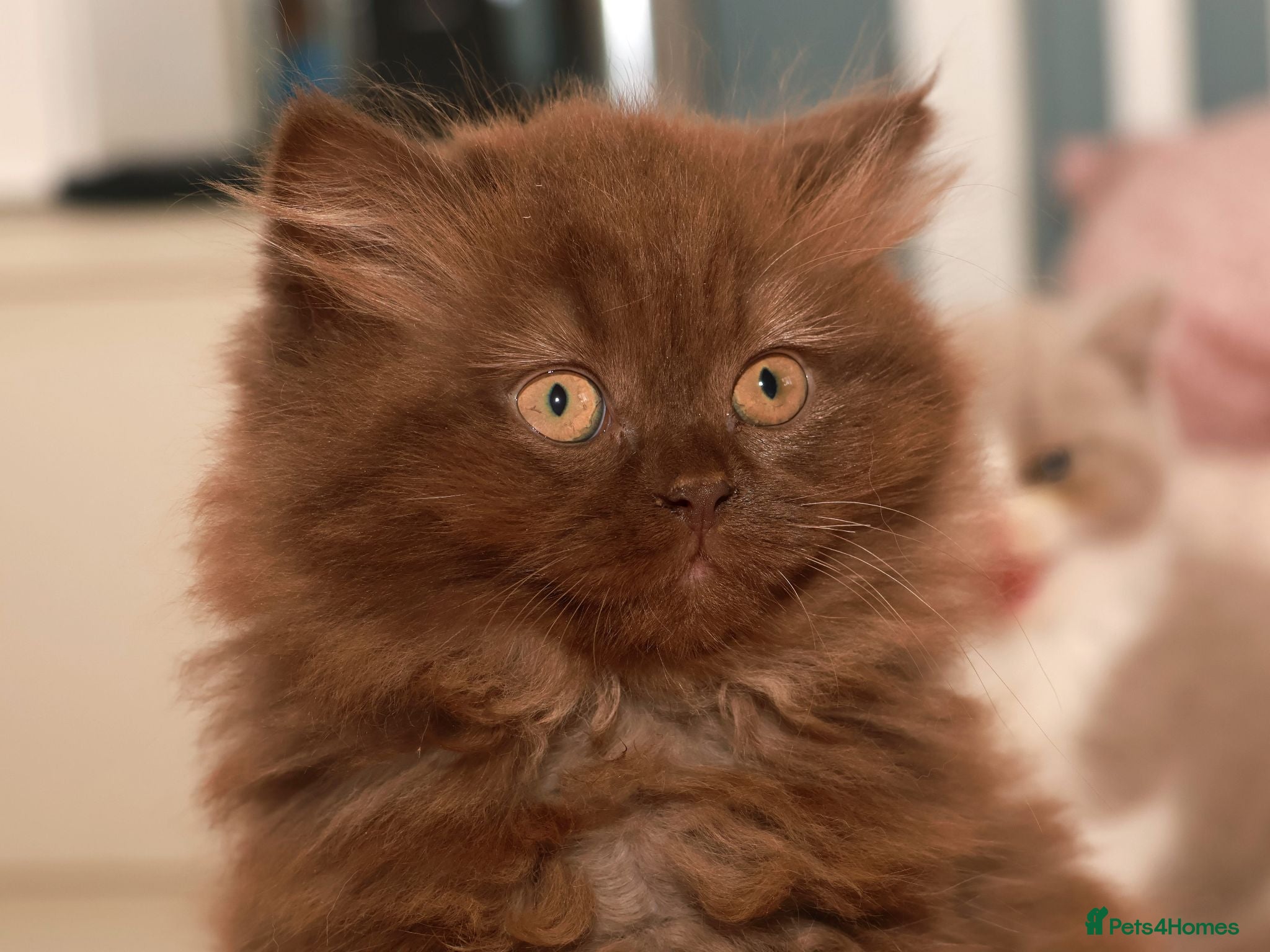 British Longhair cats Stunning Males TICA Reg - Advert 1